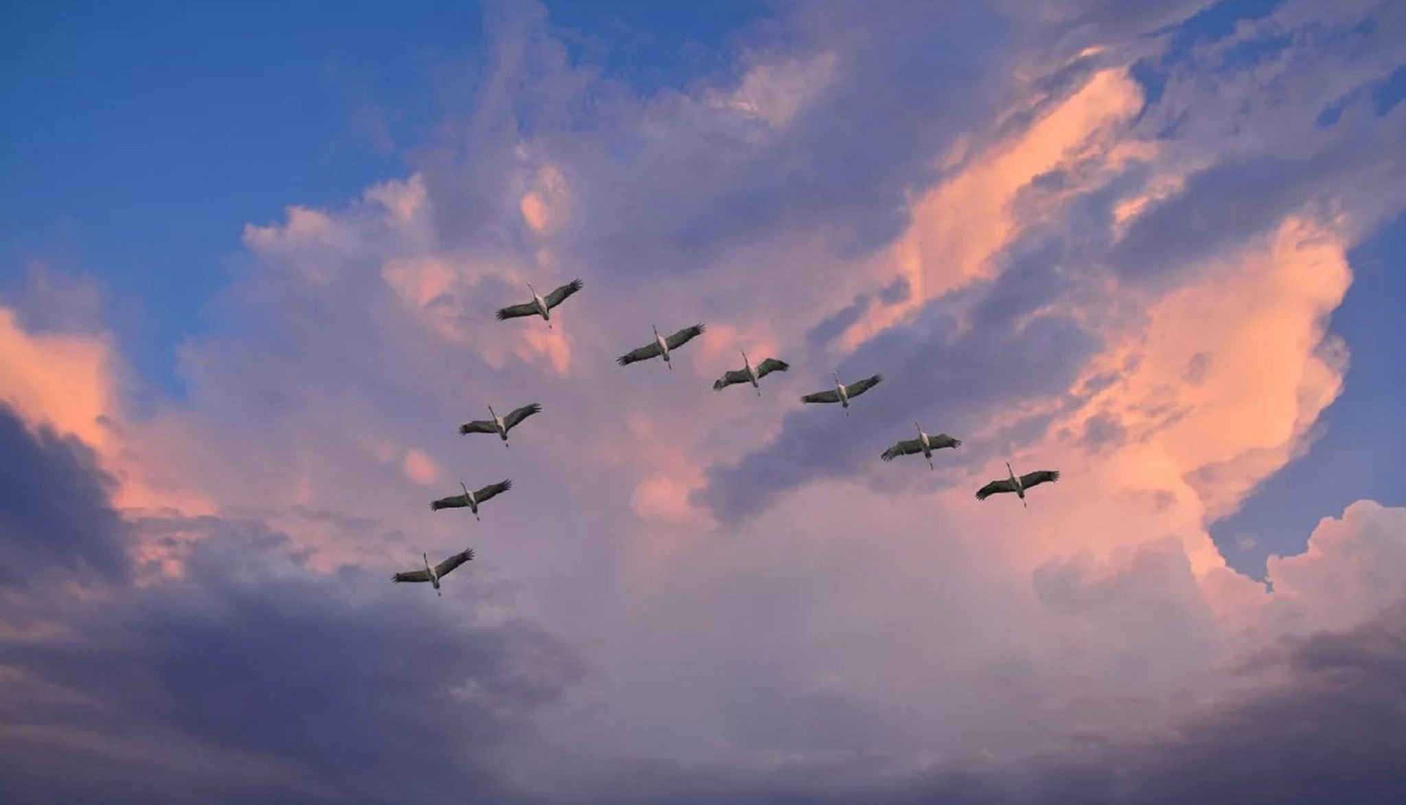 Журавли улетающие в небо картинки. Перелётные птицы журавлиный Клин. Картина журавлиный Клин. Журавлиный Клин в небе. Птицы в небе.