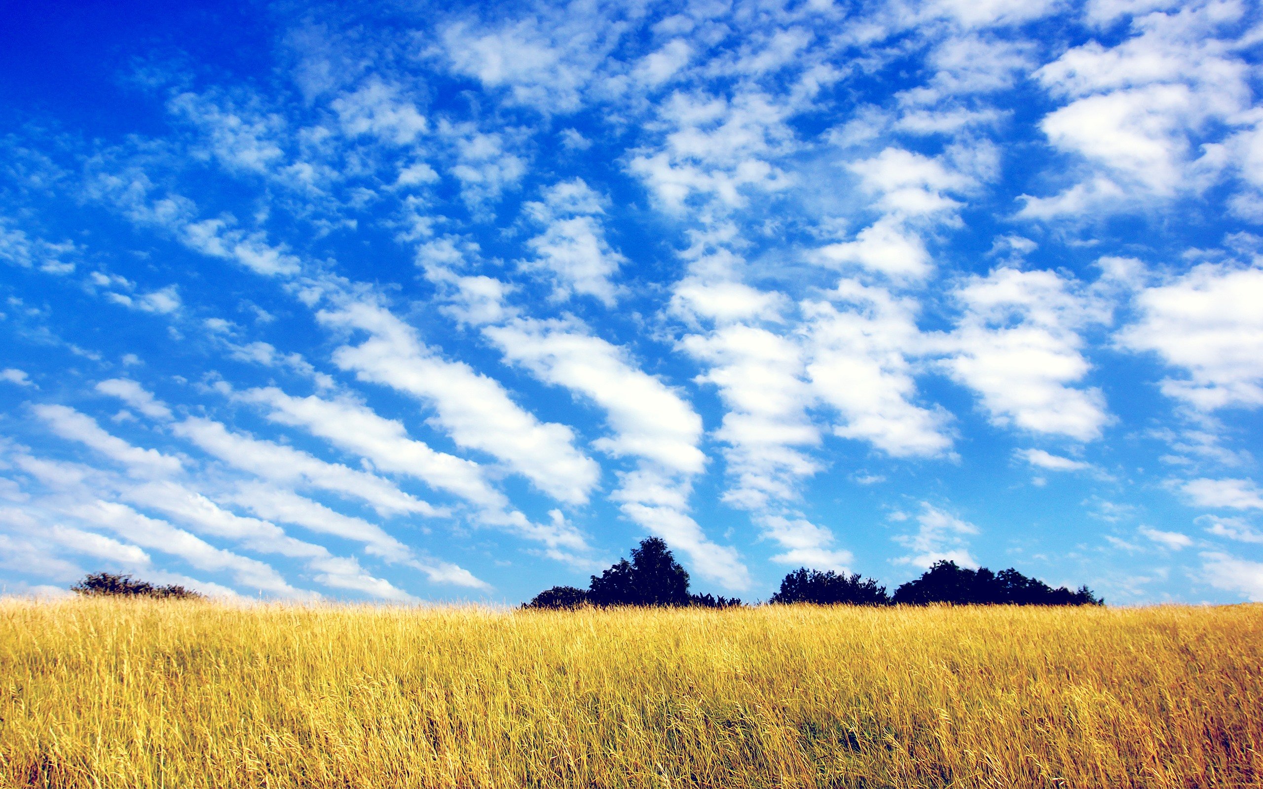 Песню небо голубое поле. Поле и небо. Красивые облака. Небо с облаками. Пейзаж небо.