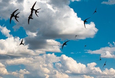 Стрижи на закате