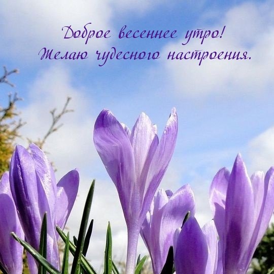 1 Мая голубь
