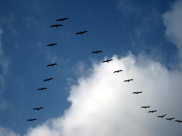 День Победы Журавли