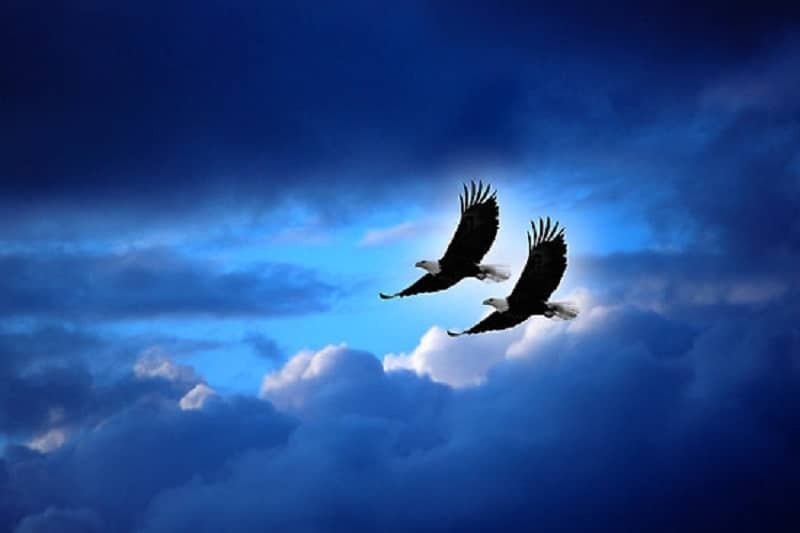 4 орла летящие. Птица в полете. Парящий Орел. Орел парящий в небе. Орел в небе.