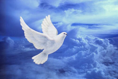 Небесный голубь