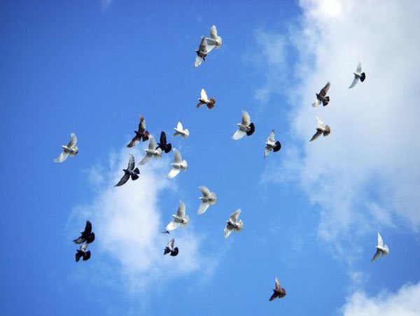 Два голубя в небе