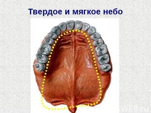 Врожденное искривление носа