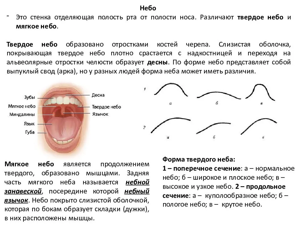 Костная стенка которая отделяет полость рта