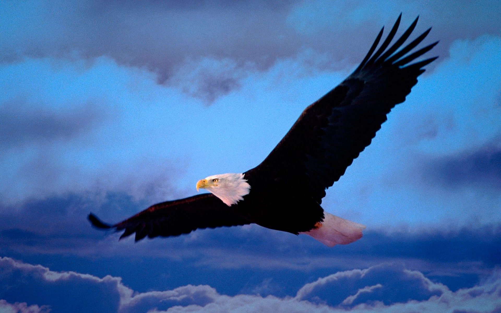 Орел в облаках 6 букв. Сон Орел в окне. Орлы и подобные. Flying Eagle.
