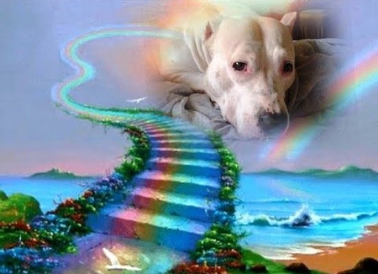 В память о собаке