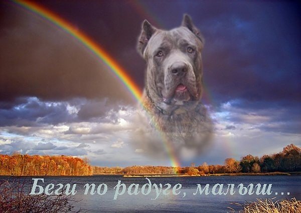 Картинки собаки уходят на небо (64 фото)