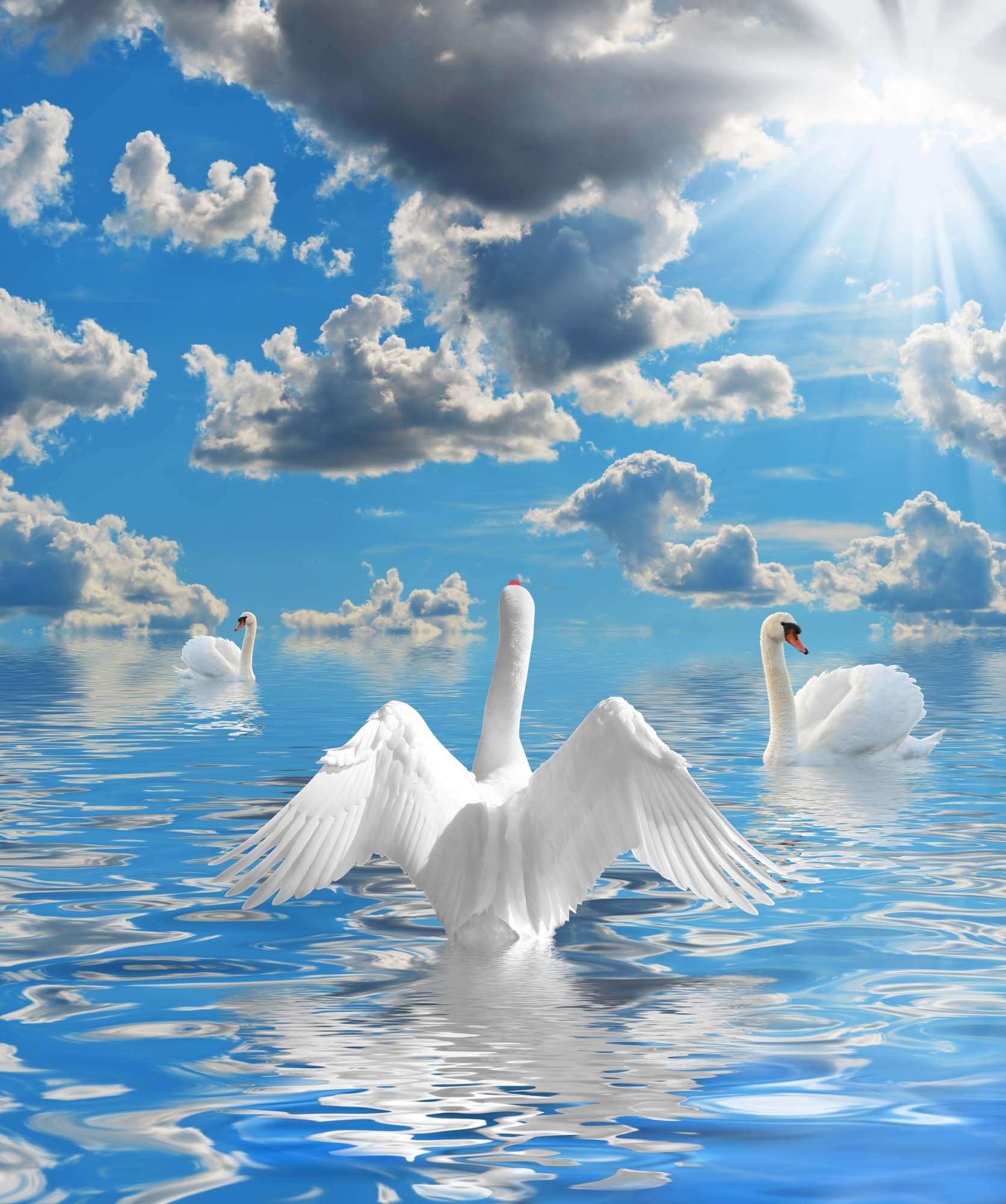 Красивые белые лебеди. Белый лебедь. Красивые лебеди. Лебеди в небе. Лебедь плывет.