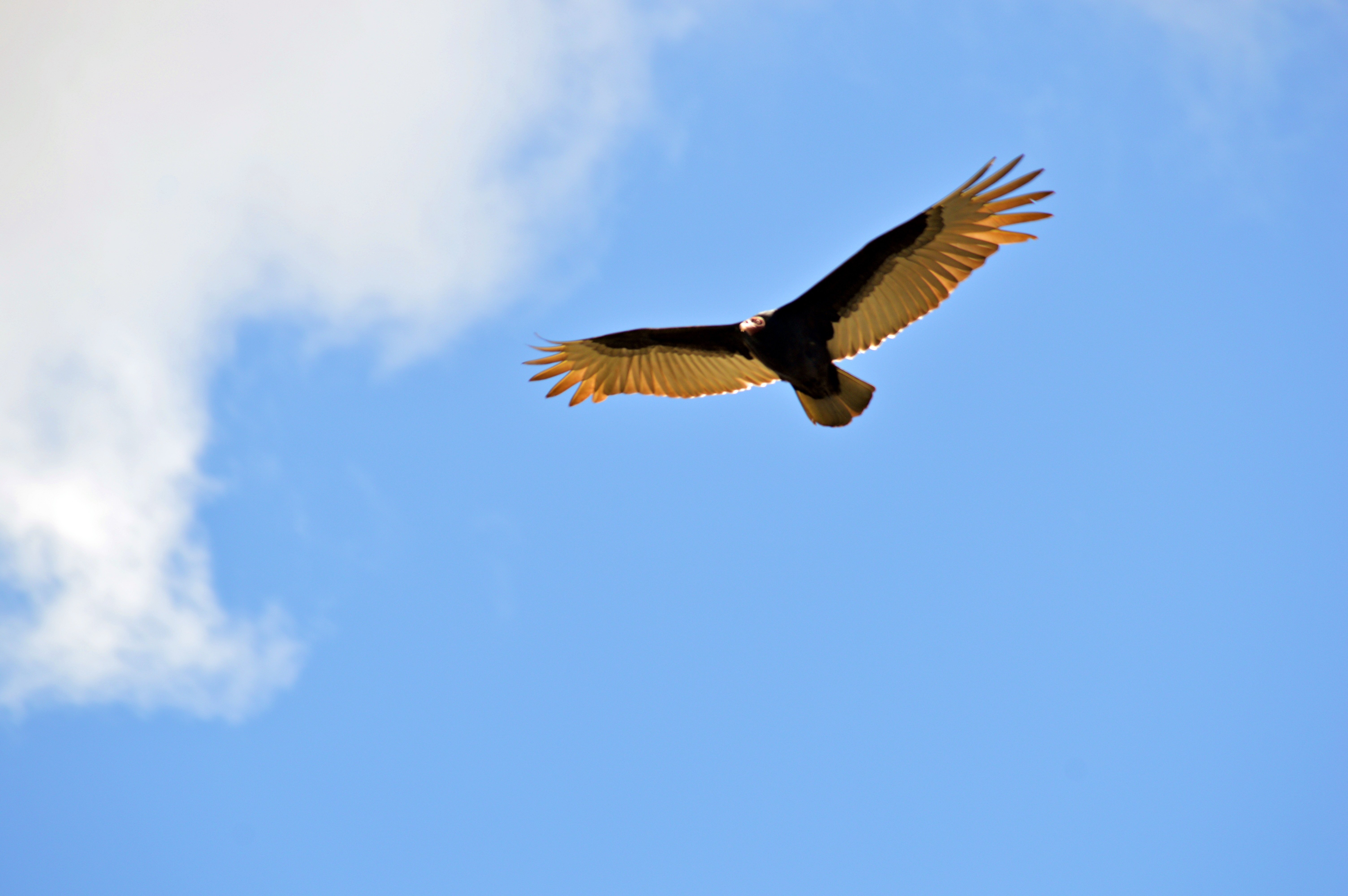 Птичий полет. Полет птицы. Орел в небе. Парящий полет птиц. Орел парящий в небе.