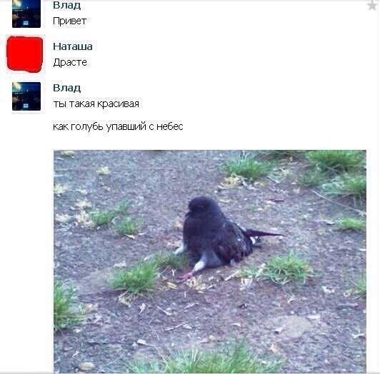 Ты как голубь упавший с небес