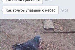 Мем ты как голубь упавший с небес