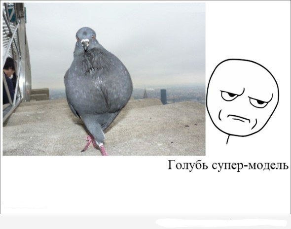 Птица гадит