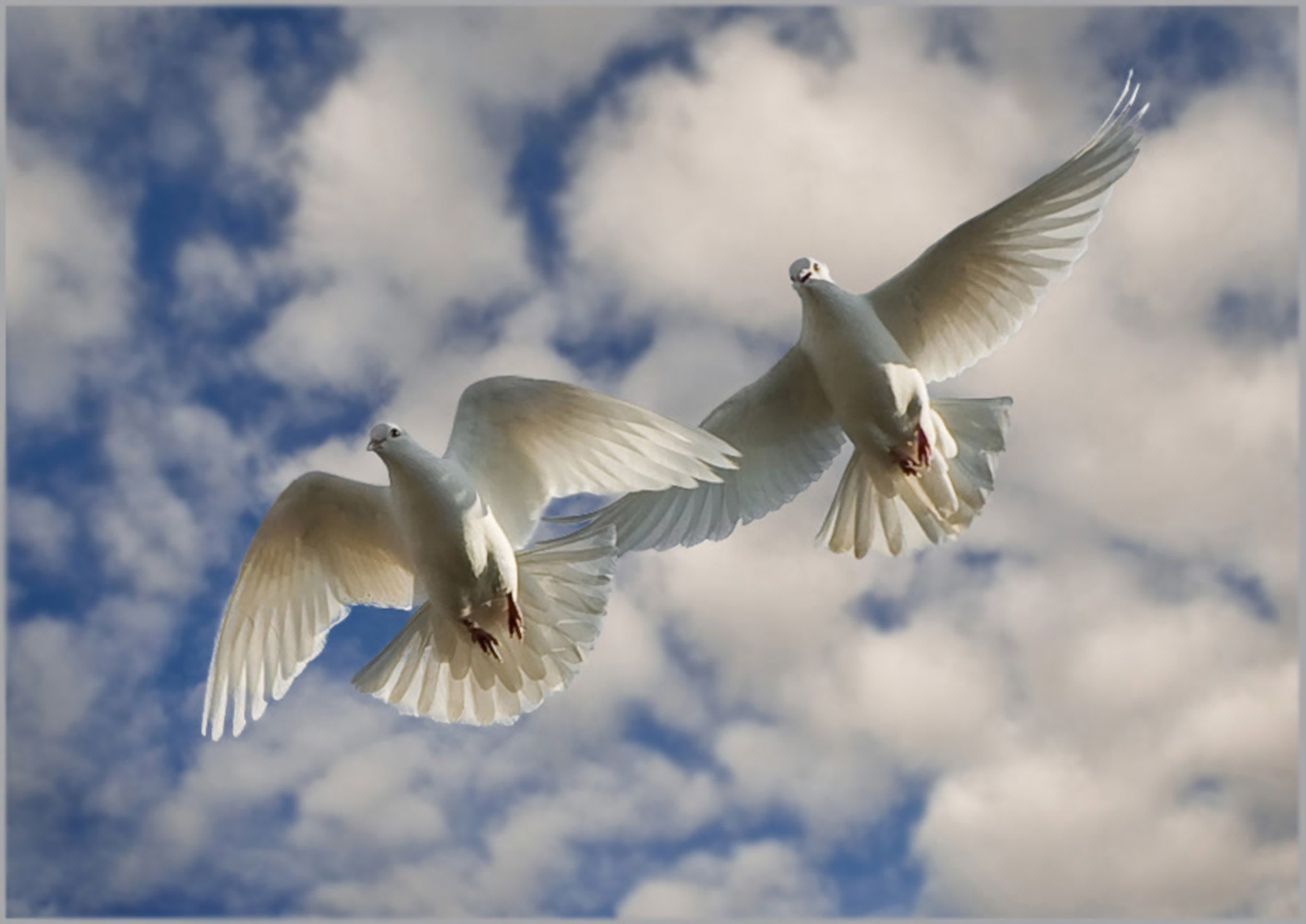 Белыми голубями летите к маме домой. Голуби в небе. Белый голубь. Голубь в полете. Три голубя в небе.