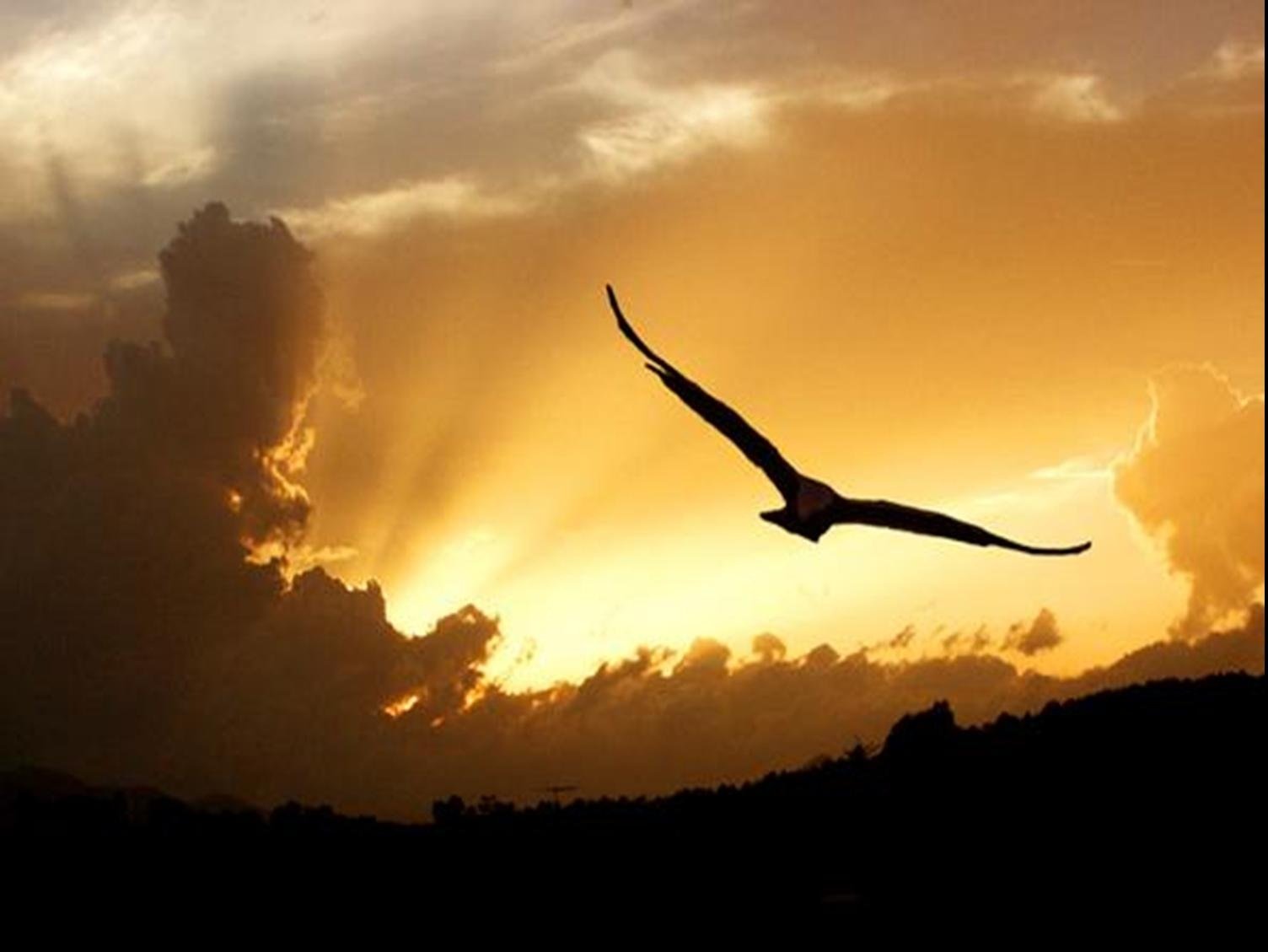 Полет птицы и полет человека. Свободный полет птицы. Орел в небе. Птица парит в небе. Орел парящий в небе.