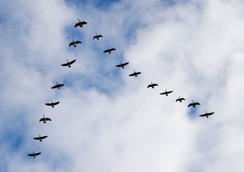 Клин уток в небе