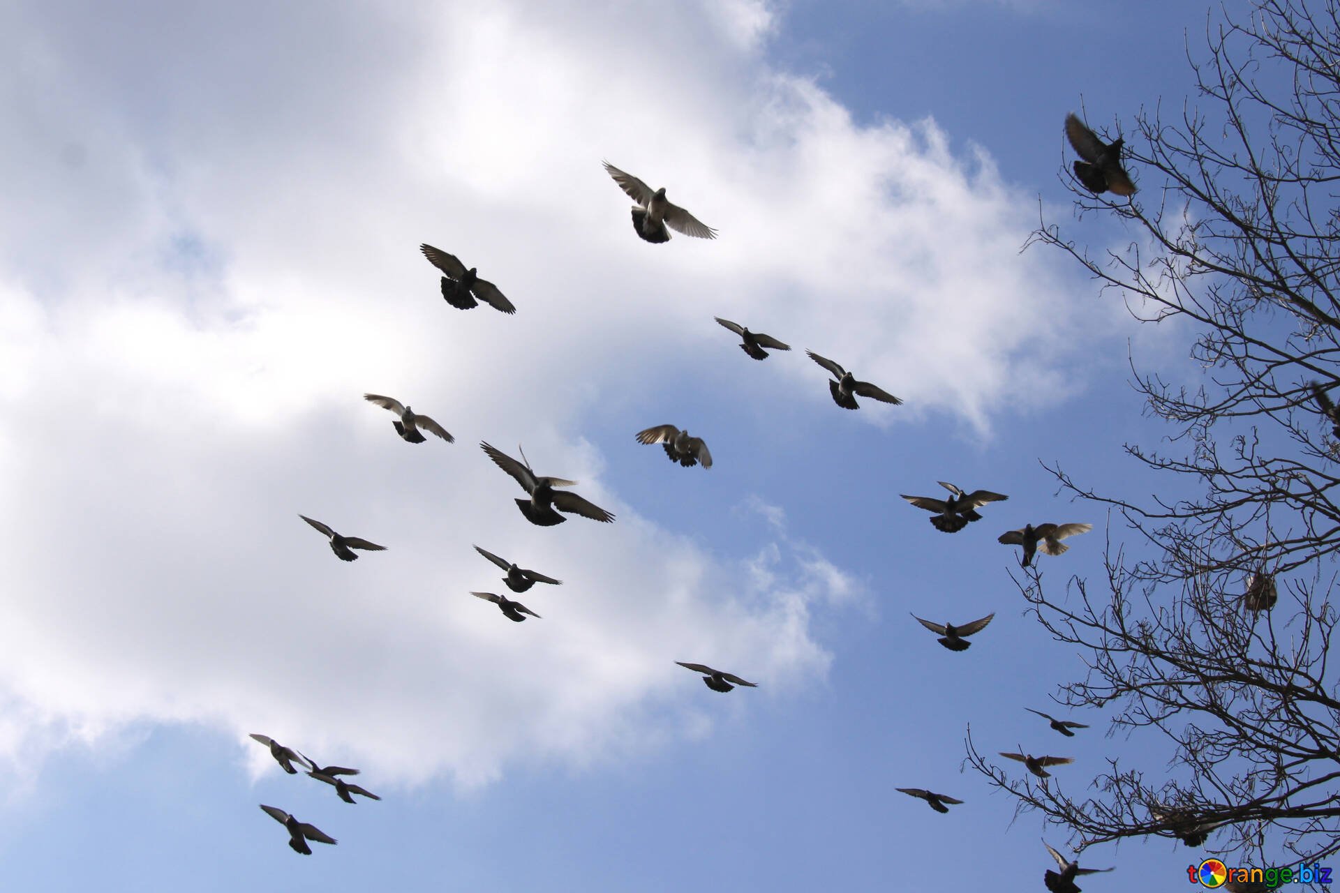 Птицы летающие зимой. Стая птиц. Птицы в небе. Стая голубей в небе. Жаворонки в небе.