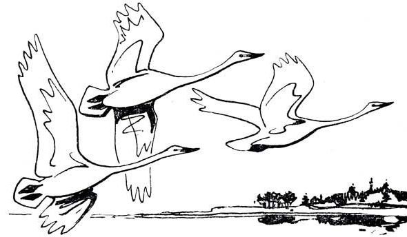 Гауф Калиф Аист раскраска