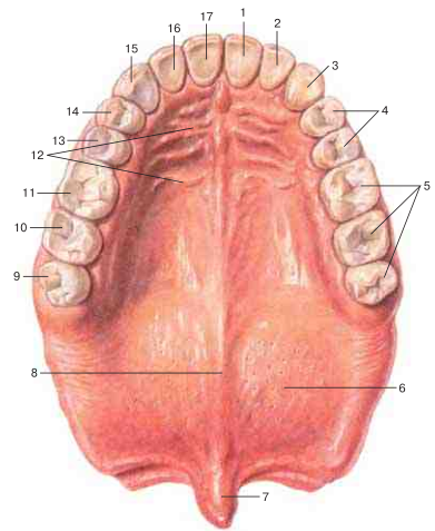 Ортодонтический аппарат MSE