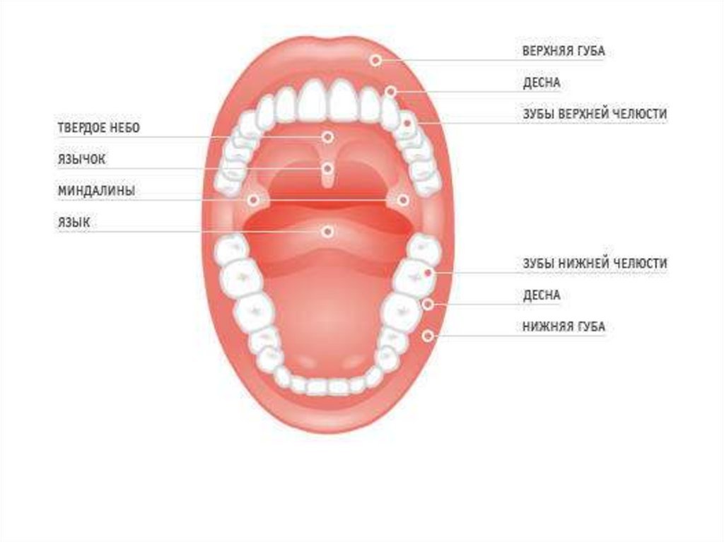 Внутренняя часть рта. Строение ротовой полости и зубов. Строение неба в ротовой полости.