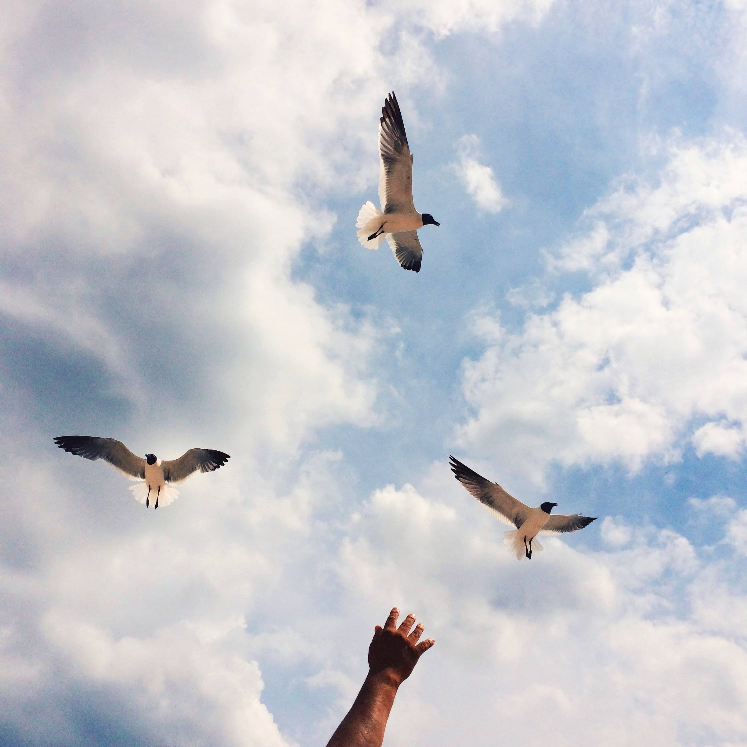 Птицы летающие на высоте. Птицы в небе. Птица в полете. Птицы улетают. Птица взлетает.