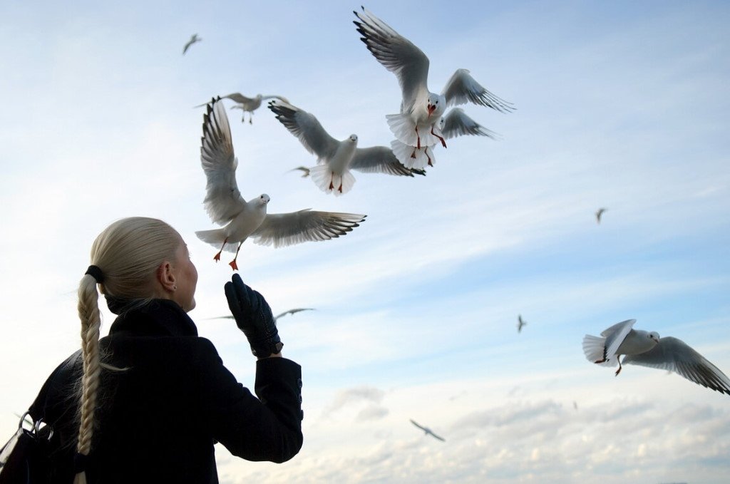 Белая птица новое чудо сюжет. Птицы в небе. Птицы улетают. Птица свободы. Человек птица.