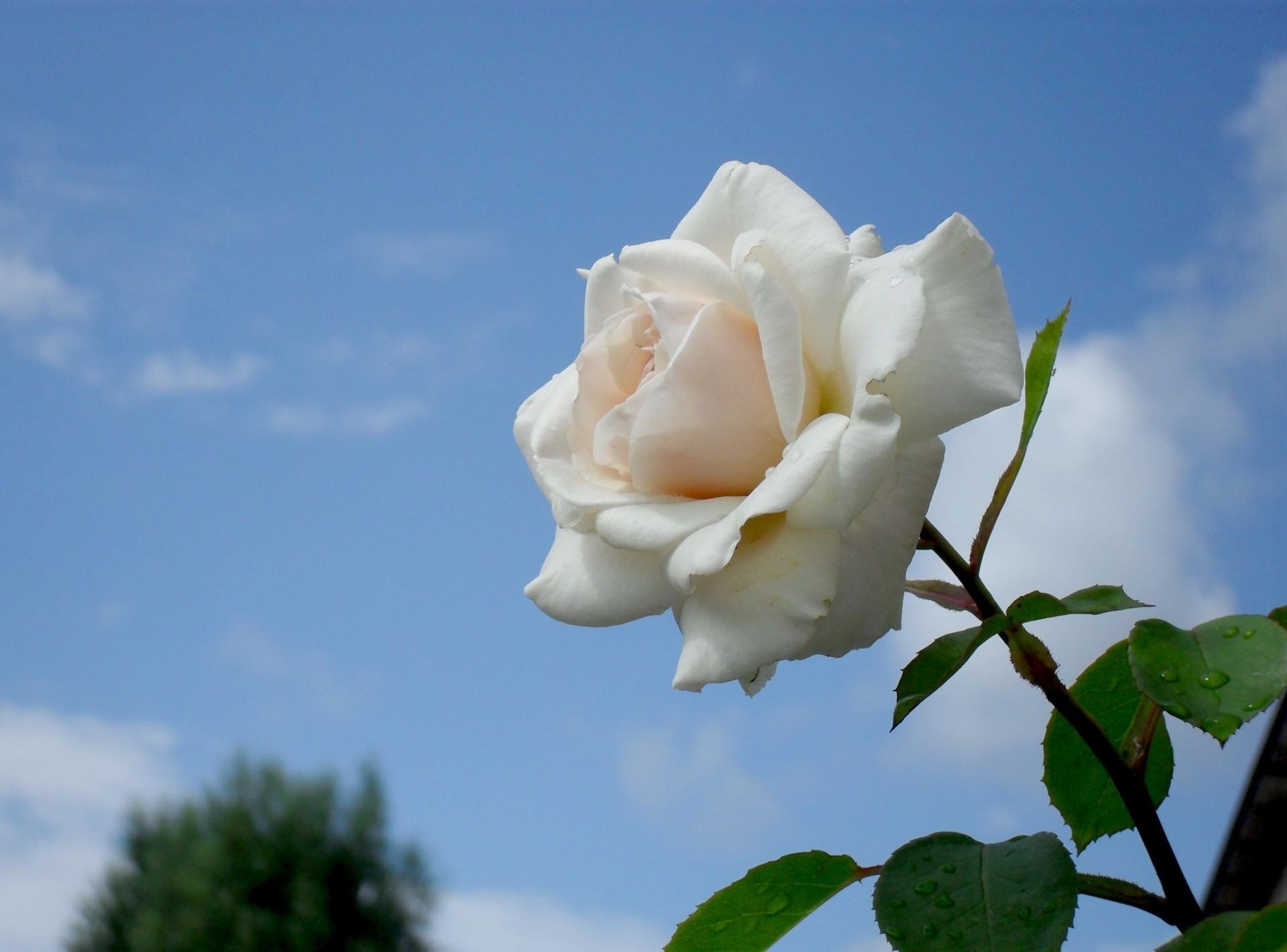 Песня ах белые розы. Вайт Роуз. Белые розы.