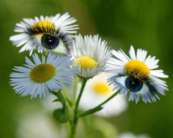 Солнца ясного дня прекрасного