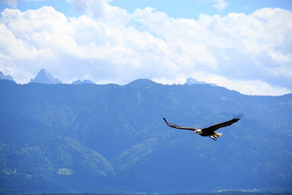 Птицы гималаев. Орел v Gorax. Горы Кыргызстана и Беркут. Орел парящий в небе. Птицы в горах.