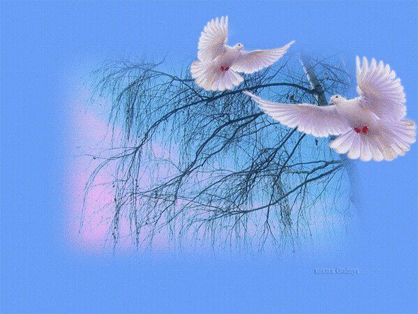 Спокойнойночки с голубями