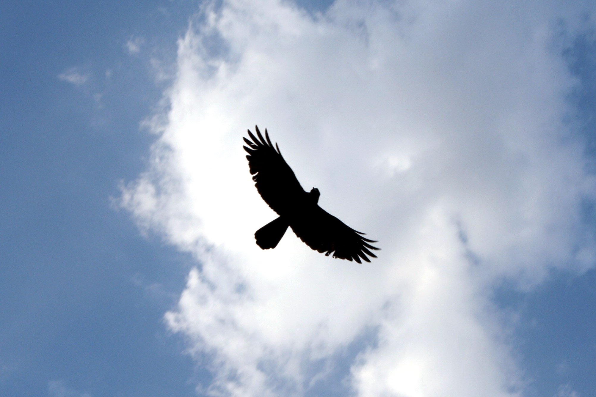 Heaven bird. Птицы в небе. Птица в полете. Орел в небе. Парящая птица.