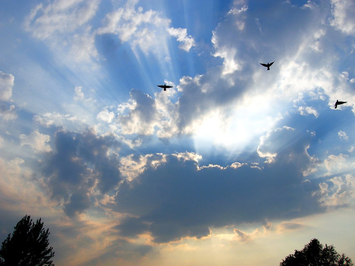 Heaven bird. Птицы в небе. Птицы в облаках. Журавль в небе. Красивое небо с птицами.