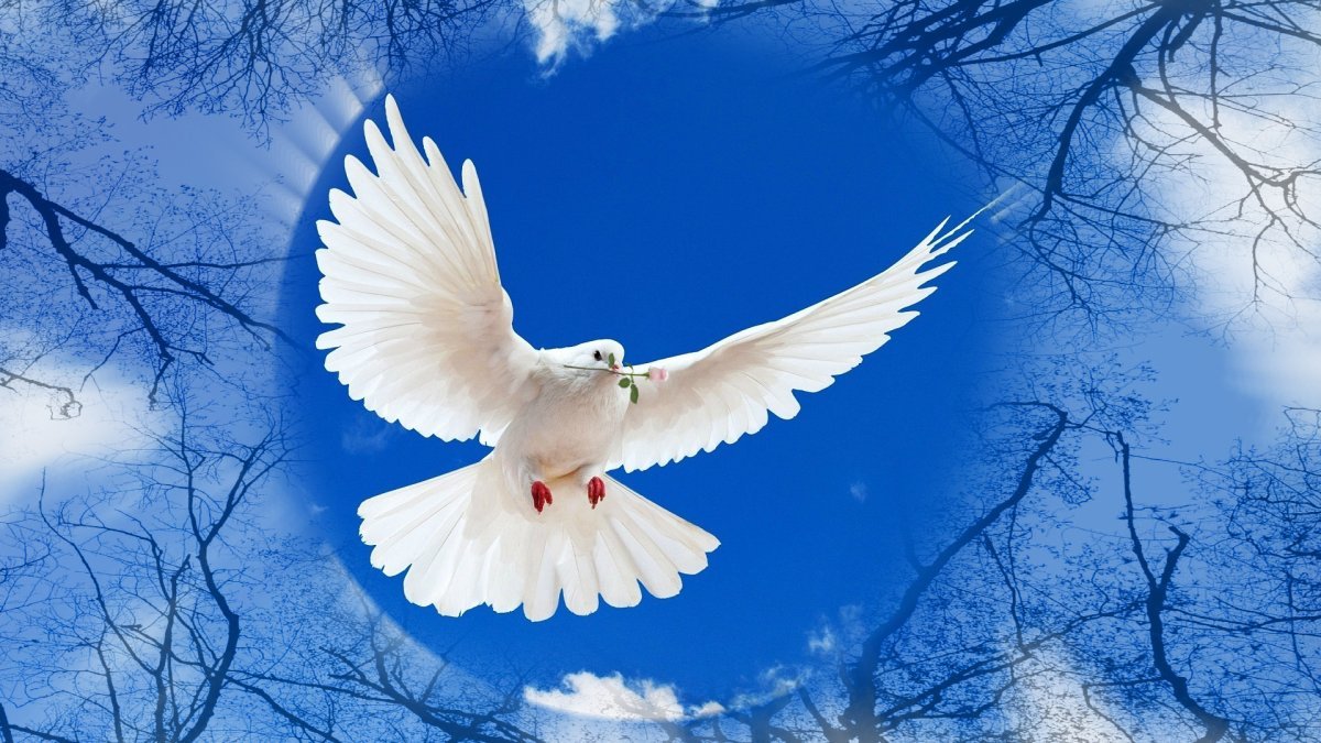 Самые красивые голуби (72 фото) - фото - картинки и рисунки: скачать бесплатно