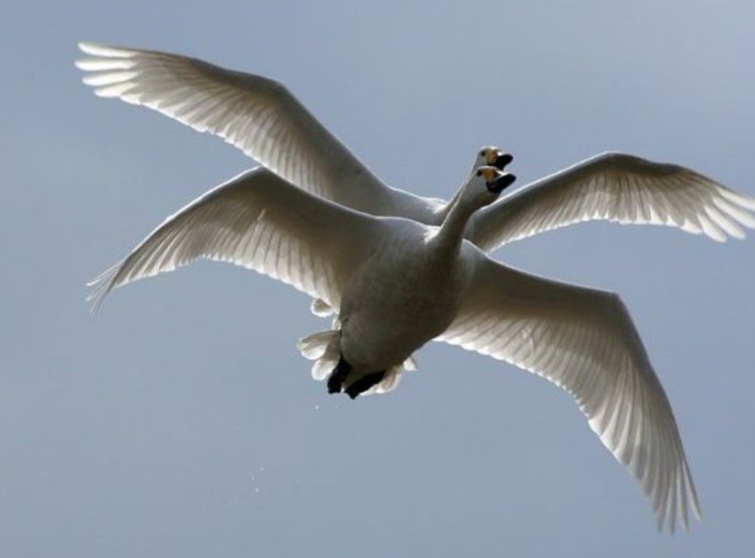 Полет белых лебедей