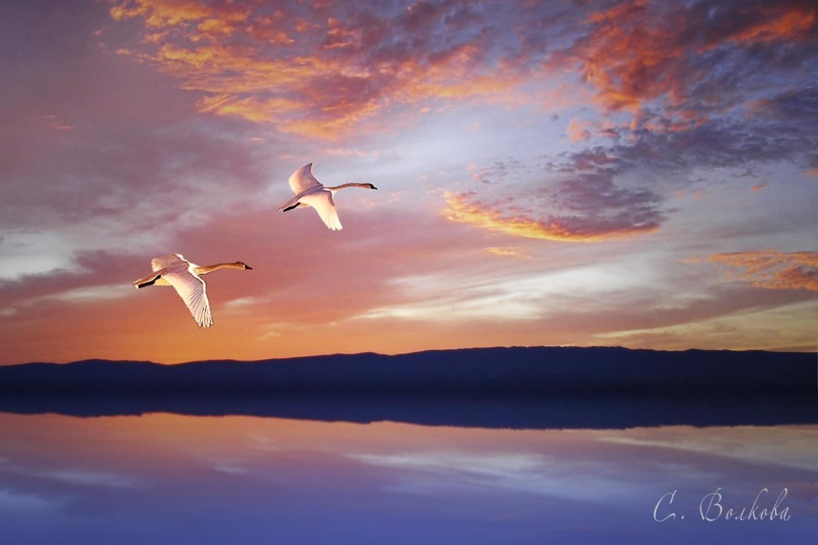 Лебеди в небе. Два лебедя в небе. Птицы над озером. Полет лебедя.
