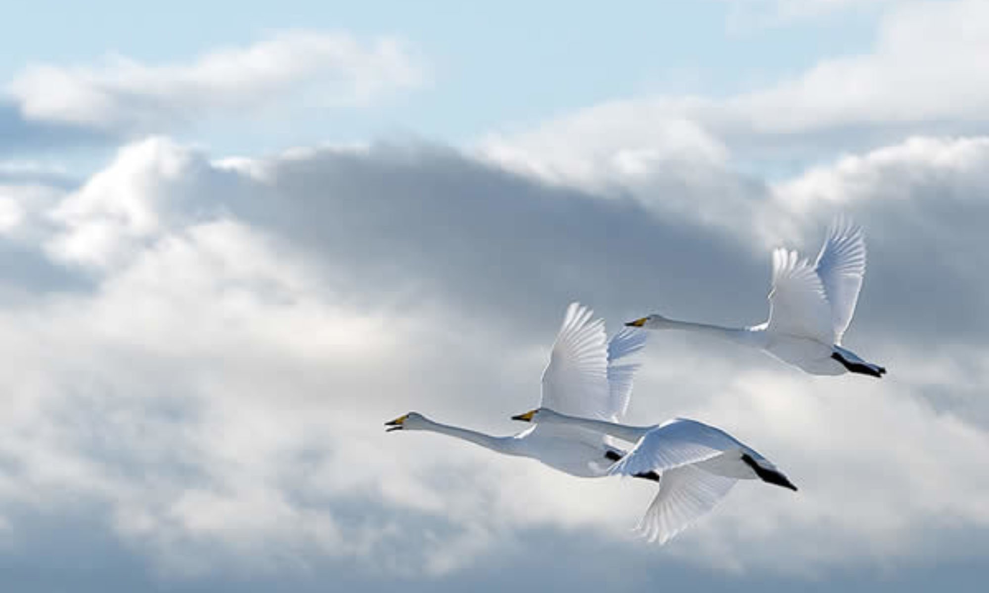 Улетай как птица в небо. Журавль в небе. Лебеди в небе. Лебеди летят. Стая лебедей.