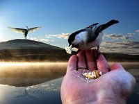 Журавль в руках иллюстрация