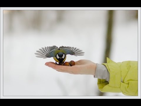 Лучше синица в руках чем журавль в небе