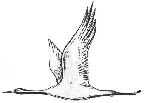 Птицы улетают раскраска