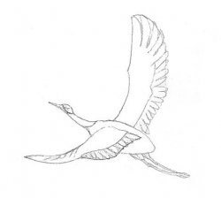 Птицы улетают раскраска для детей