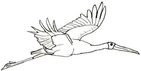 Журавли на окна к 9 мая