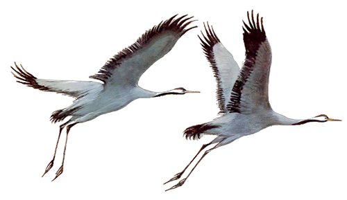 Журавли улетают на прозрачном фоне