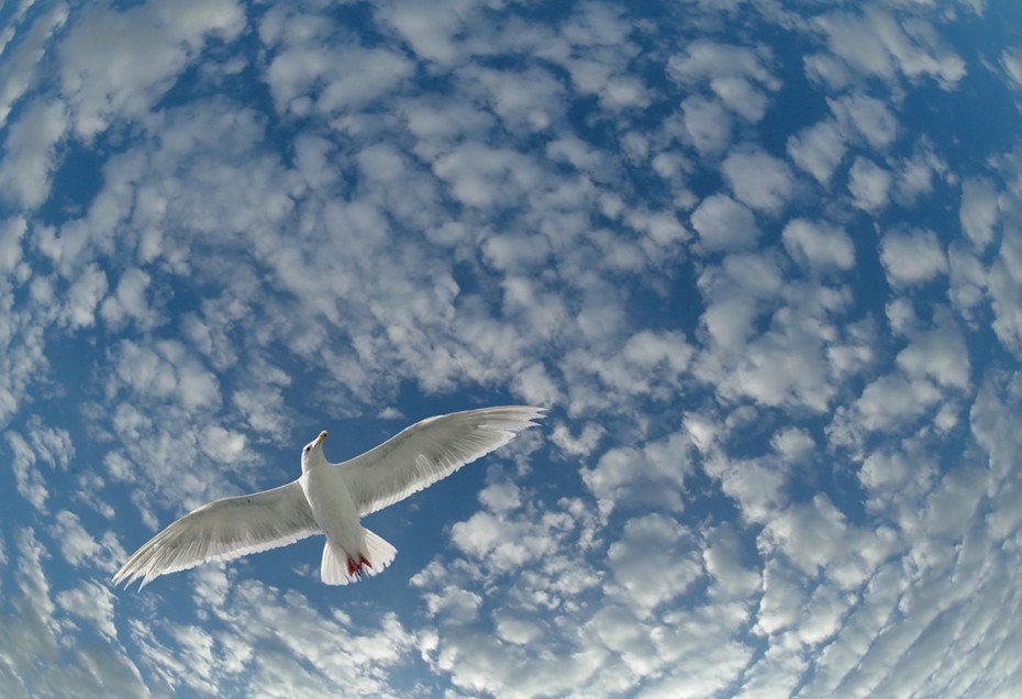 Души улетают в небо. Птицы в небе. Птицы в облаках. Птица летит. Птица улетает в небо.