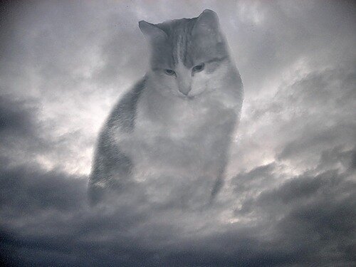 Летающий кот в небе