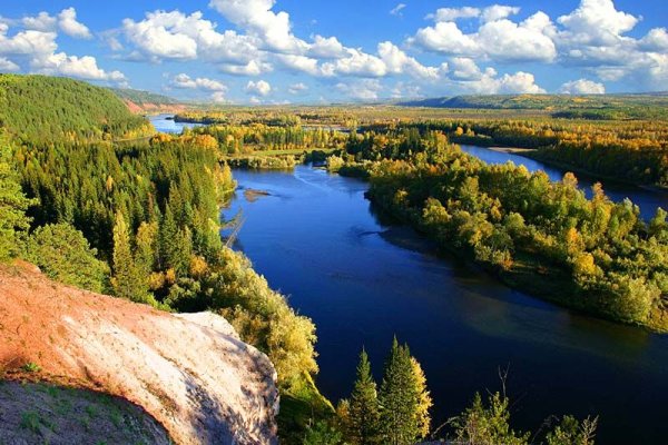 Амурская Тайга