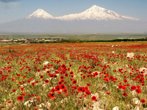 Армения гора Арарат маки