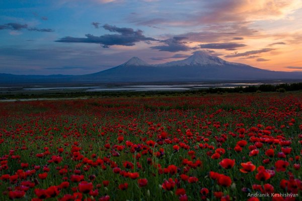 Маковое поле гора Арарат