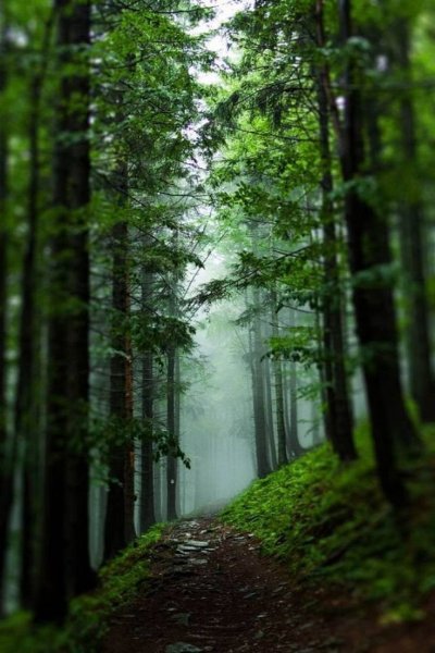 Пейзаж в Красном цвете