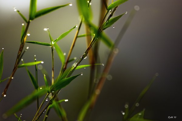 Фотообои вертикальные природа